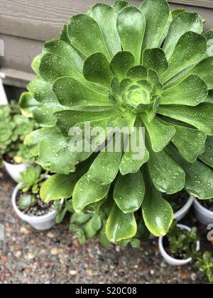 Topfpflanzen Sukkulenten mit Regen fällt auf einen Hinterhof Terrasse. Stockfoto
