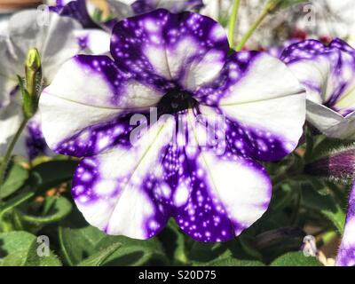 Petunia, "Nachthimmel" Stockfoto