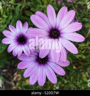 Osteospermum, auch bekannt als African Daisy, Cape Daisy, daisybush Stockfoto