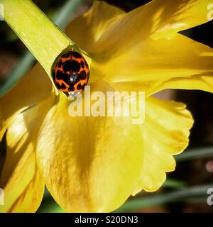 Perfekte Feder Marienkäfer in der Sonne auf einem leuchtend gelben Narzisse (Narcissus). Stockfoto