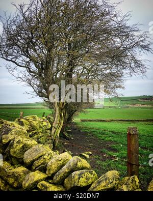 Alte Hecke und Felder mit Flechten Trockenmauern in atemberaubenden South Yorkshire abgedeckt. Stockfoto