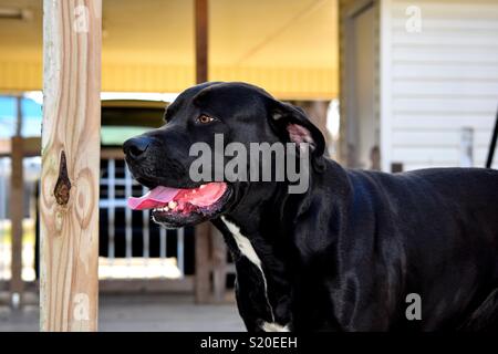 Mastador Stockfoto