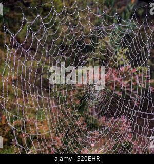 Spinnennetz in Nebel, Prinz Henry Cliff Walk, Wentworth Falls, Blue Mountains National Park, NSW, Australien Stockfoto