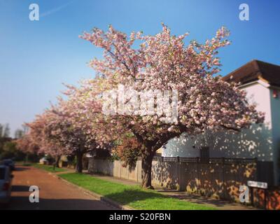 Spring Blossom auf einem dekorativen Kirschbaum, an einem sonnigen Tag mit blauen Himmel/Wolken/sun. De Vorstadtstraße/mit Bäumen gesäumten Straße in Großbritannien Stockfoto