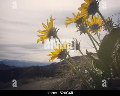 Gelb Frühling Sonnenblumen, Arrowleaf Balsam Wurzel, an einem bewölkten Frühling mit Bergen im Hintergrund. Zimmer für Kopieren. Stockfoto