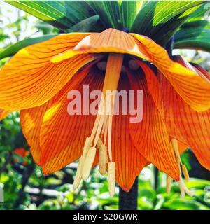 Vivid orange Fritillaria imperialis (Kaiserkrone) suchen lebendige in der frühlingssonne an der RHS Harlow Carr Gärten. Stockfoto