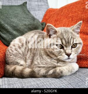 Kuschelig Grau und Lila spotted tabby Britisch Kurzhaar Kätzchen kuschelte sich bis auf einen Stuhl mit orangen und grünen Kissen. Stockfoto