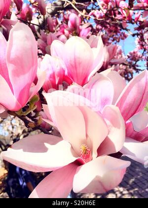 Pink Magnolia Bäume in voller Blüte auf die Park Ave., Murray Hill, New York City, USA Stockfoto