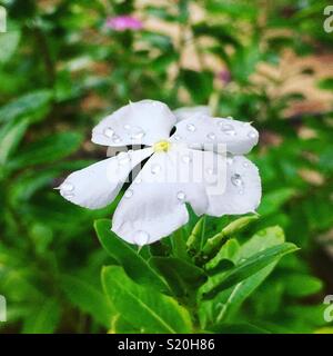 Tief in die Natur und sie wird alles besser zu verstehen. Stockfoto