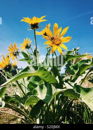 Arrowleaf Balsamroot wilde Blumen auf einem sonnigen warmen Frühlingstag in Kelowna, BC. April 25, 2018. Stockfoto