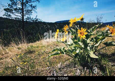 Gelbe Wildblumen an einem warmen Frühlingstag mit blauem Himmel und die Berge in der Ferne. Stockfoto