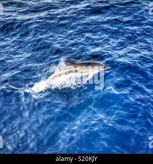 Gemeinsame Dolphin sprang aus dem Ozean Stockfoto