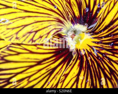 Fiery farbige Viola (stiefmütterchen) "diesem Artikel Tigerauge-Kette" in kräftigen Gelb und Burgund streifen. Makro Foto mit Wassertropfen nach einem Regenschauer. Stockfoto