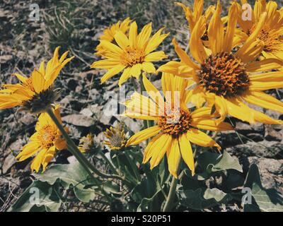 Nahaufnahme von Arrowleaf Balsamroot wilde Blumen, auch als Frühjahr Sonnenblumen, an einem sonnigen Frühlingstag im Okanagan Valley in British Columbia, Kanada bezeichnet. Stockfoto