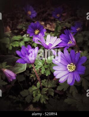 Anemone Blanda Stockfoto