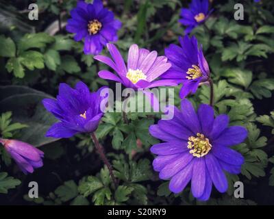 Lila Anemone Blanda Stockfoto