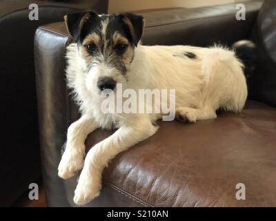 Weißer Hund saß auf dem Sofa Stockfoto