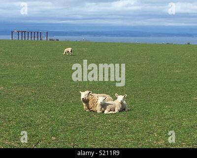 Mutter Schafe und Lämmer in einem Feld Stockfoto