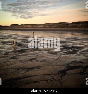 Hunde am Strand bei Sonnenaufgang Stockfoto