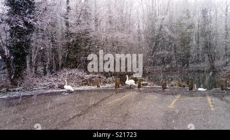 Um bei Swanning tehidy Country Park Stockfoto