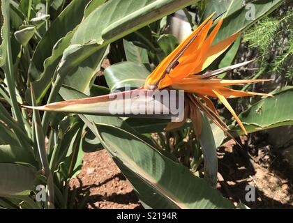 Natürliche Paradiesvogel Blume in voller Blüte. Stockfoto