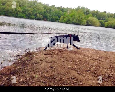 Schwarzer Welpe durch den See nach dem Schwimmen Stockfoto