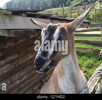 Ziege bei butser Ancient Farm, South Downs National Park, Hampshire, England Stockfoto