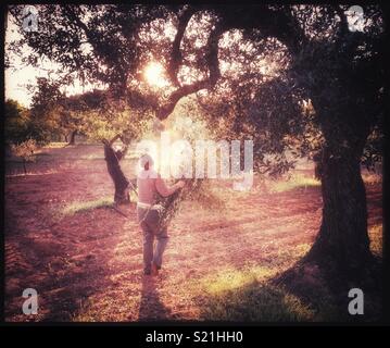 Eine Frau sammeln und Brennen olivenzweige am frühen Morgen, Katalonien, Spanien. Stockfoto