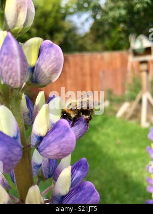 Biene auf Lupin Stockfoto