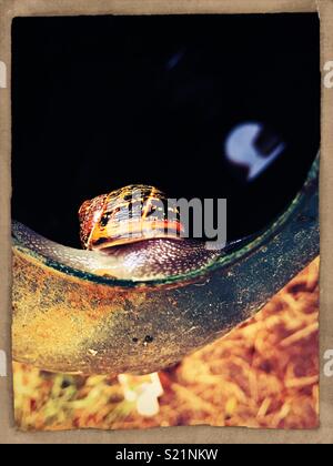 Die Schnecke Grand Adventure. Stockfoto