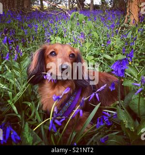 Langhaarige dackel Hund in der bluebells Stockfoto