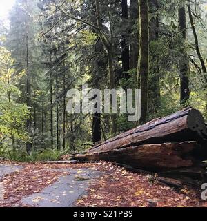 Jedediah Smith Redwoods State Park Stockfoto