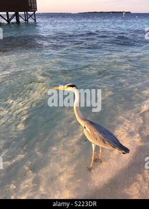 Heron Stockfoto