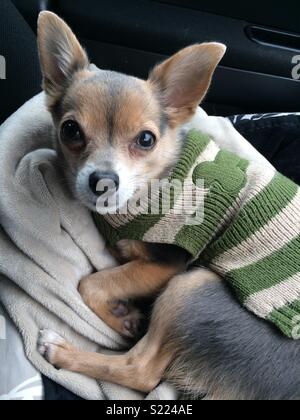 Chihuahua im Auto. Stockfoto