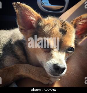 Kleiner Hund mit Mohawk Sonnenbaden Stockfoto