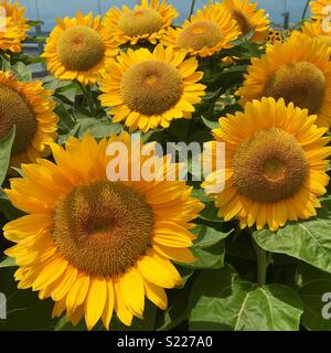 Sonnenblumen in voller Blüte Stockfoto