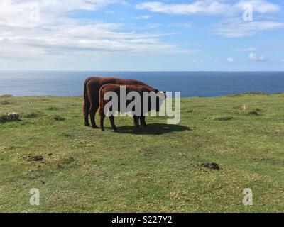 KYNANCE COVE - August 2017 Stockfoto