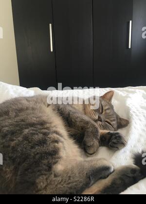 Britisch Kurzhaar silver tabby Katze schlafen Stockfoto