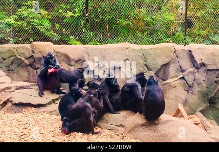 Paviane in Chester Zoo Stockfoto