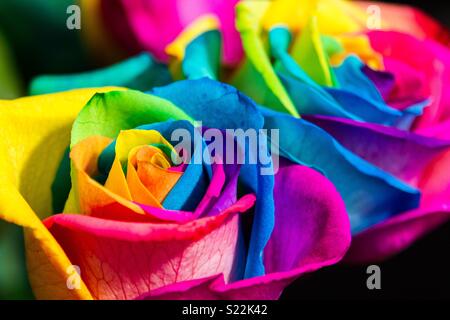 Regenbogen-rose Stockfoto