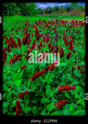 Tief Vivid Photo der Honigbiene Buffet - Purpurroter Klee Feld in North Carolina Stockfoto