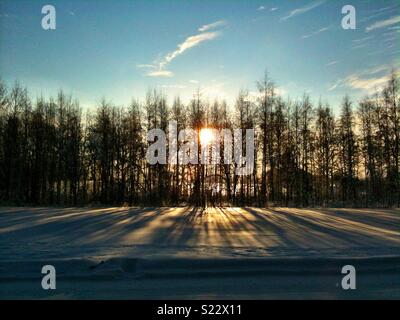 Sonne hinter Bäumen werfen lange Schatten auf dem Schnee Stockfoto