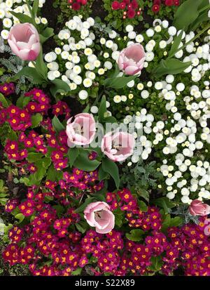 Tulip Blumen, Bellis perennis Blumen und primula Blumen Stockfoto
