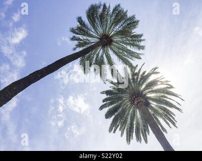 Zwei Palmen (Phoenix dactylifera) Datum palm in einem Garten Stockfoto