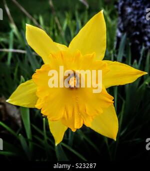 Wilden Narzisse, Narcissus pseudonarcissus Stockfoto