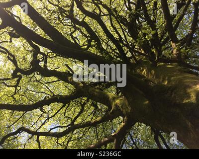 Auf der Suche nach oben durch eine alte Buche Stockfoto