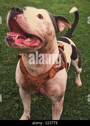 Hugo der Irischen blau Staffordshire Bull Terrier. Big Big Softie nanny Hund! Stockfoto