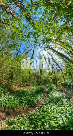Bärlauch Blumen angrenzenden Bach in einem Hampshire woods Stockfoto