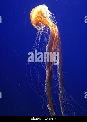 Schwimmende Quallen Stockfoto