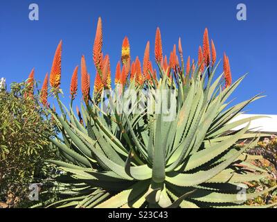 Sukkulenten Pflanzen auf der Plaza La Glorieta in Las Manchas, La Palma, Kanarische Inseln, Spanien Stockfoto